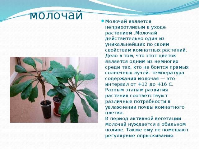 Молочай миля: уход в домашних условиях, размножение, фото цветения