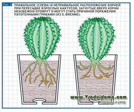Пересадка кактусов в домашних условиях - пошаговая инструкция с фото
