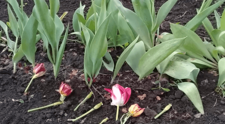 Как надо подрезать тюльпаны. Вегетация тюльпанов. Выкапывание луковиц тюльпанов. Тюльпаны отцвели. Тюльпан отцвёл луковица.
