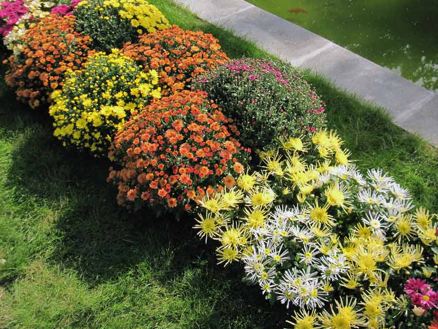Хризантемы фото кустовые в саду садовые многолетние