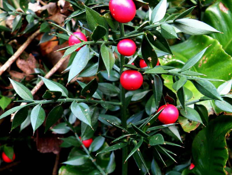 Многолетнее вечнозеленое растение из семейства спаржевых или лилейных — иглица (ruscus)