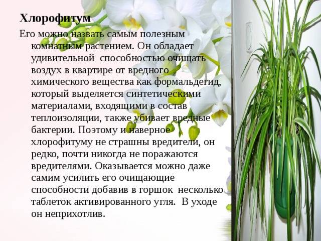 Хлорофитум - приметы и суеверия: к чему зацвел ваш зеленый друг, можно ли держать его дома и что сулит женщинам этот цветок?