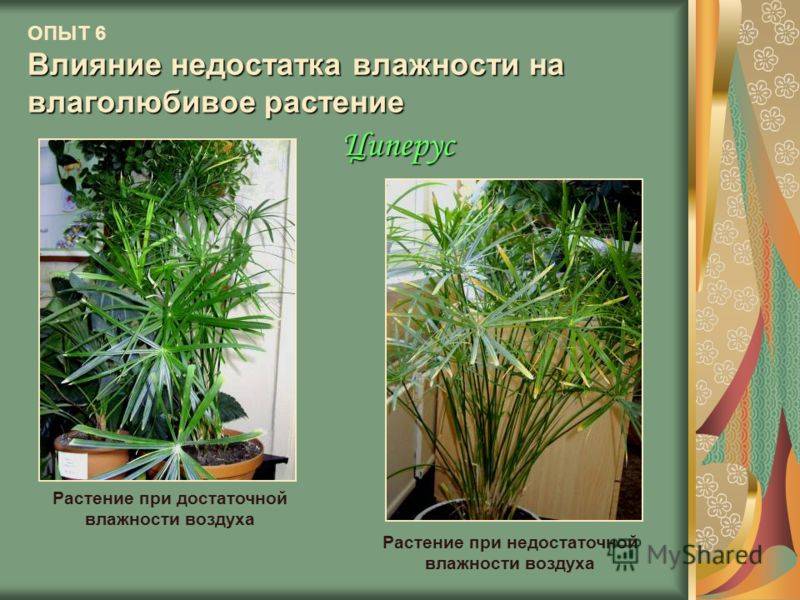 Влаголюбивые растения для дома