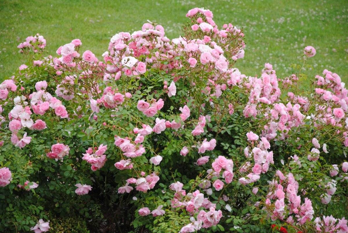 Розовая роза «боника 82»: фото, описание, посадка, уход