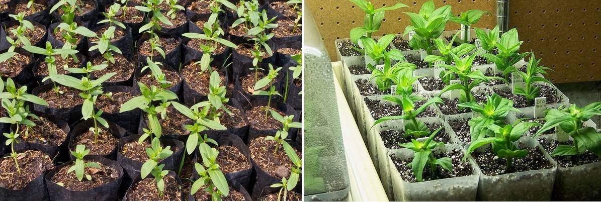 Циния: уход и посадка в открытый грунт, выращивание из семян, фото
