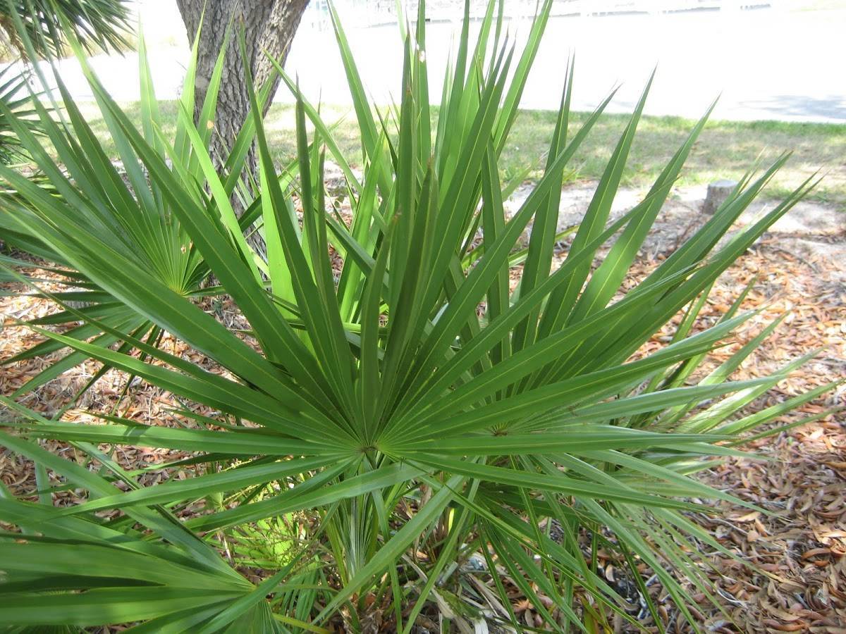 Экстракт пальмы сабаль – 7 полезных свойств, которые нужно знать каждому мужчине