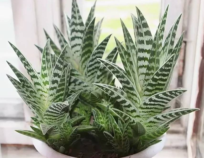 Алоэ пестрое (тигровое или aloe variegata): описание с фото и лечебные свойства пестролистного растения, условия для выращивания, уход за комнатным суккулентом