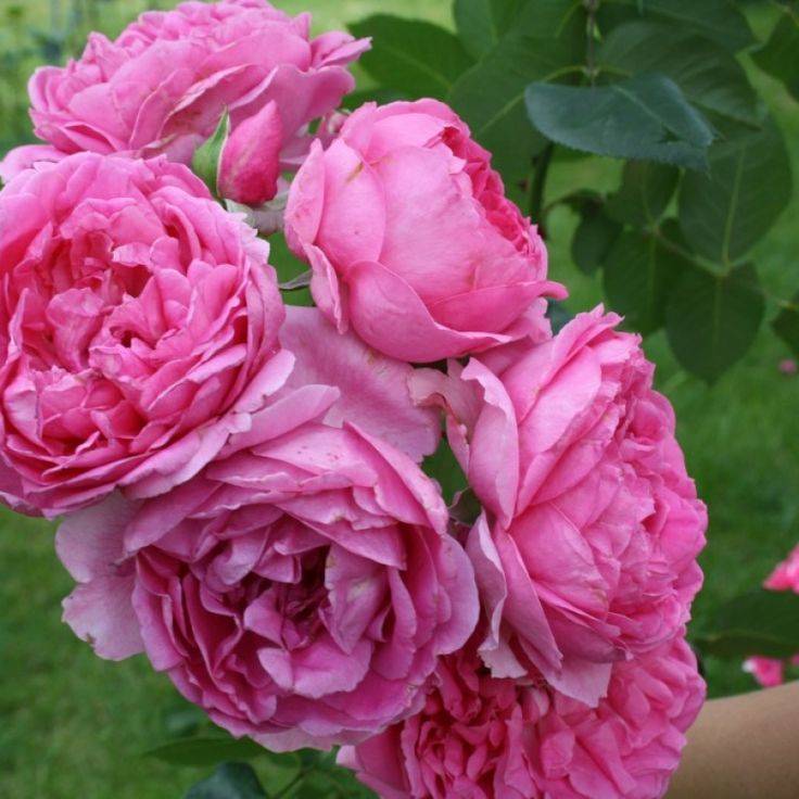 Выращивание розы луис одьер: посадка и уход- обзор +видео