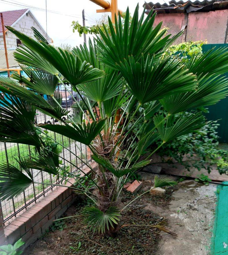 Пальма хамеропс приземистый: родина растения, уход в домашних условиях и правила выращивания из семян
