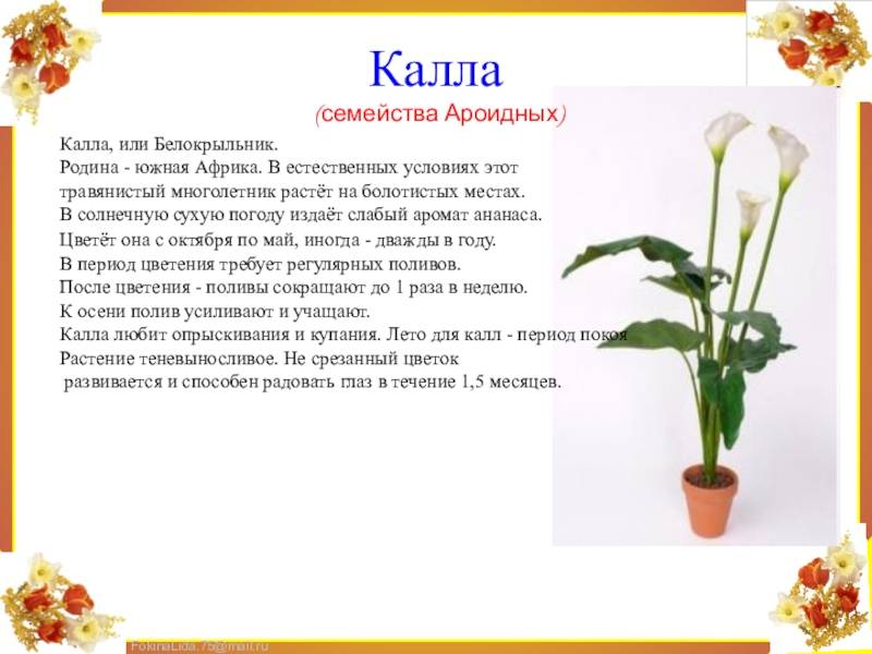 ᐉ почему не цветут каллы в саду - ogorod-u-doma.ru