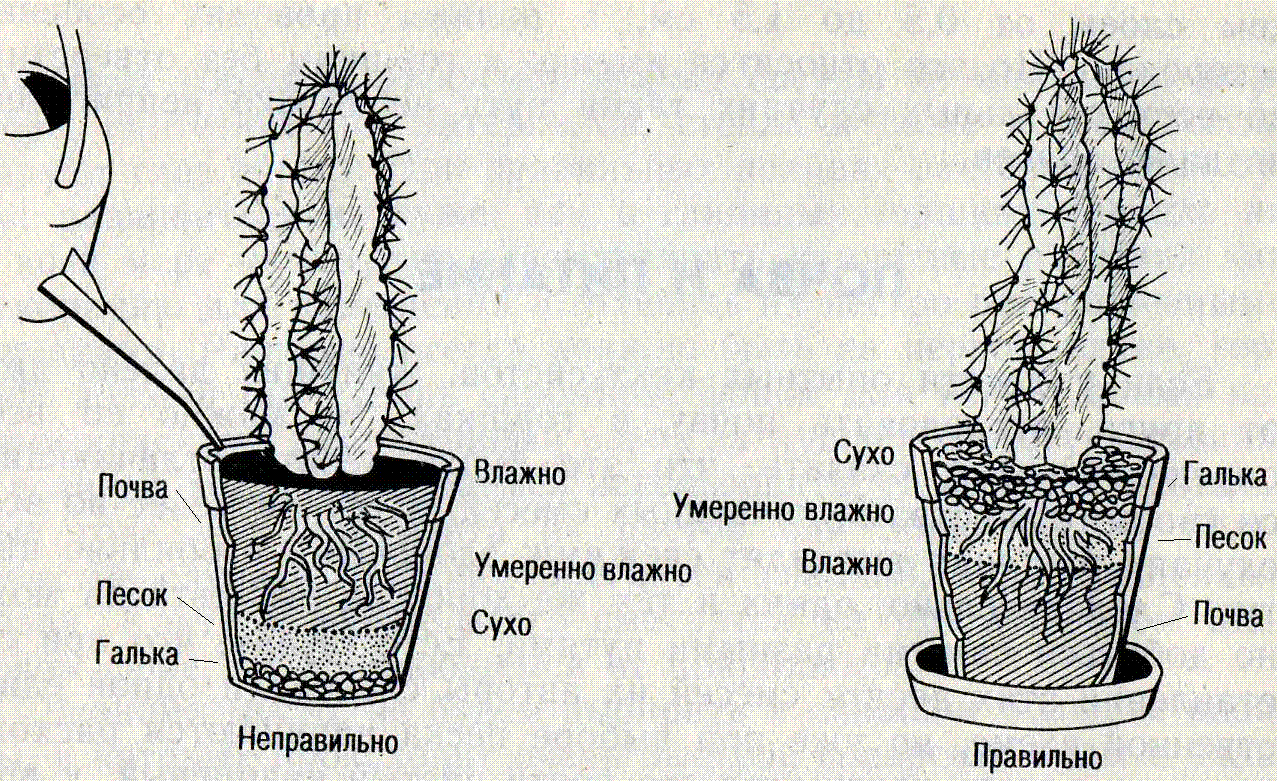 Как пересадить кактус: варианты в домашних условиях