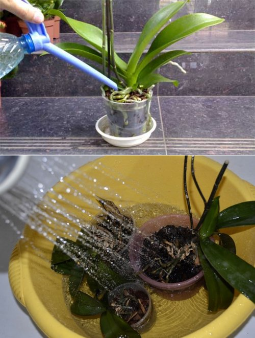 Почему не цветет орхидея, как заставить цвести растение в домашних условиях, что делать, если растут только листья и корни