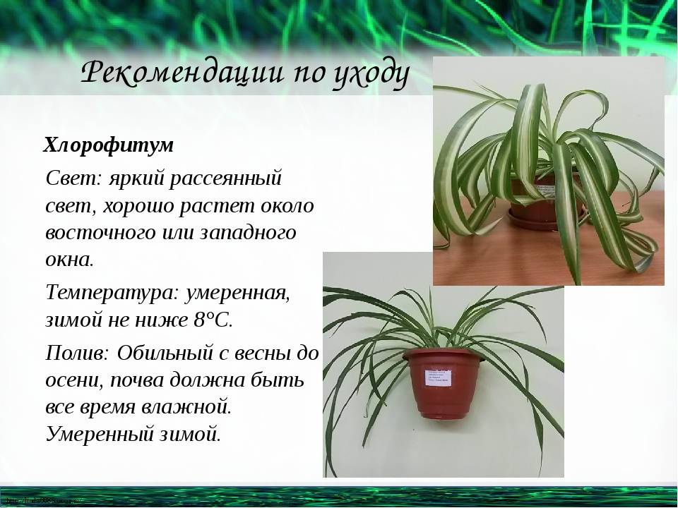 Хлорофитум оранжевый или почти детективная история — zdeskrasivo.ru