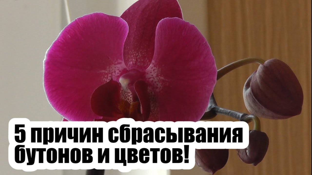Что делать, если у орхидеи засыхают бутоны: как этого избежать и помочь цветку?
