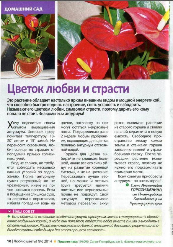 Антуриум: уход в домашних условиях, особенности выращивания цветка - sadovnikam.ru