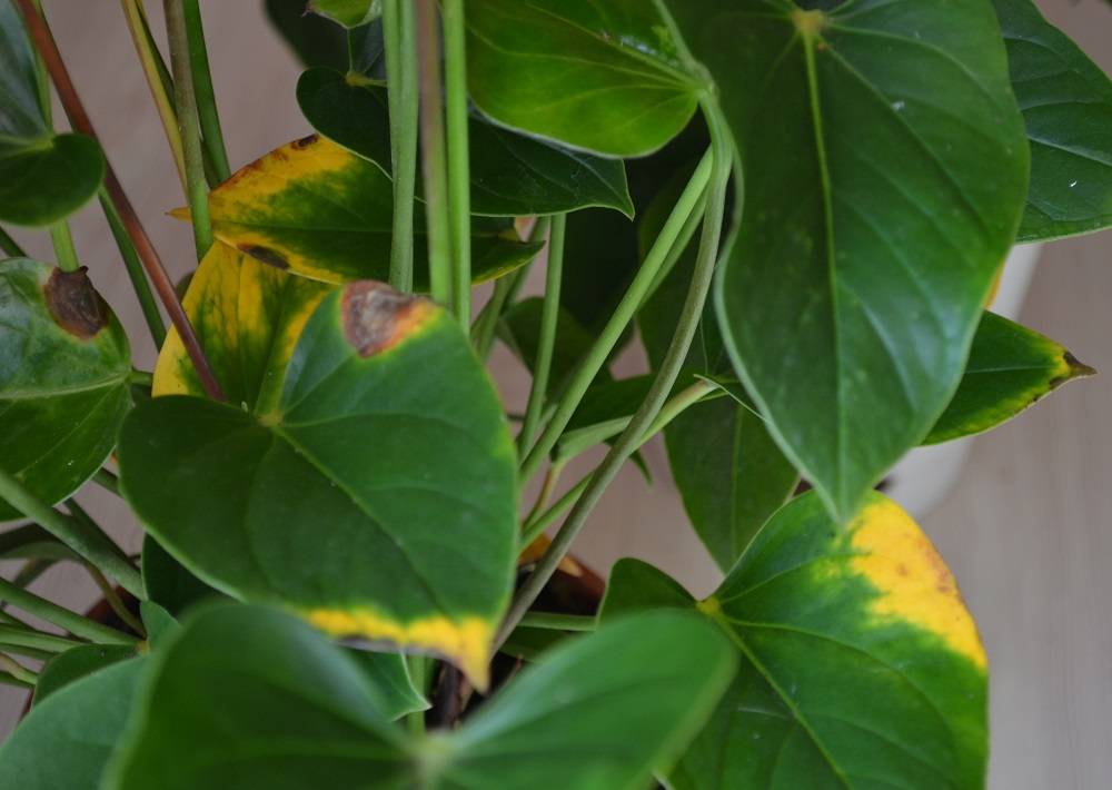 Почему желтеют листья у антуриума и как с этим бороться