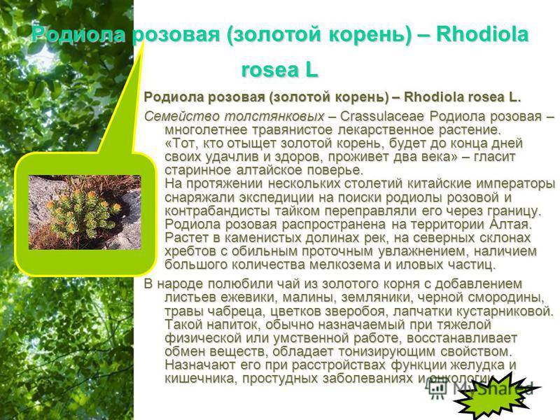 Родиола розовая – лечебные свойства для мужчин, женщин и детей, как готовить и принимать в домашних условиях — med-anketa.ru