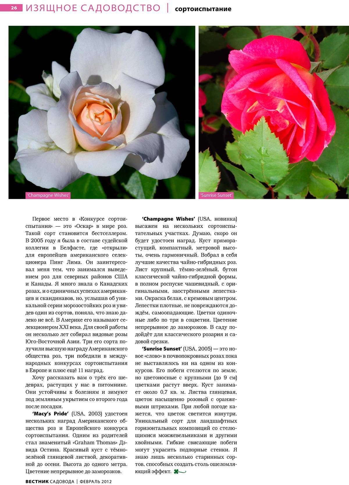 Роза "аква": описание сорта, особенности, уход и отзывы :: syl.ru
