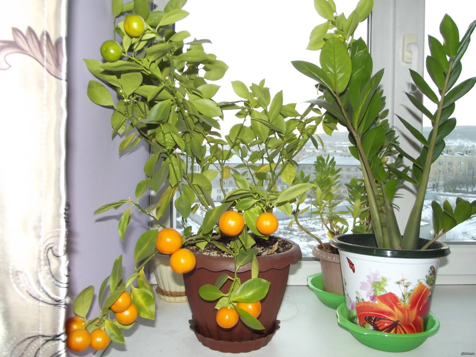 Апельсиновое дерево в домашних условиях: как ухаживать за комнатным растением в горшке, вырастить и пересадить его, а также фото