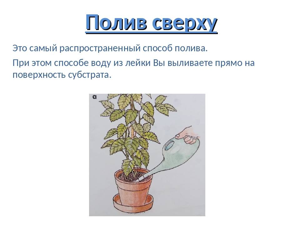 Полив комнатных растений. как правильно поливать комнатные растения? как спасти залитое растение?