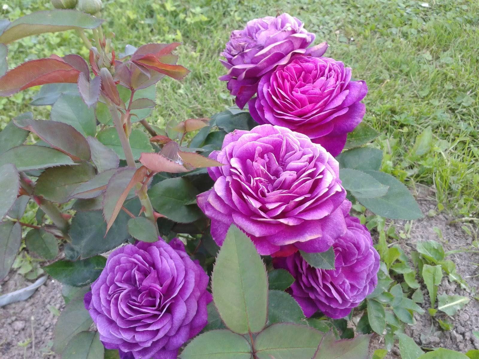 Лучшие сорта английских парковых роз с фото и описанием