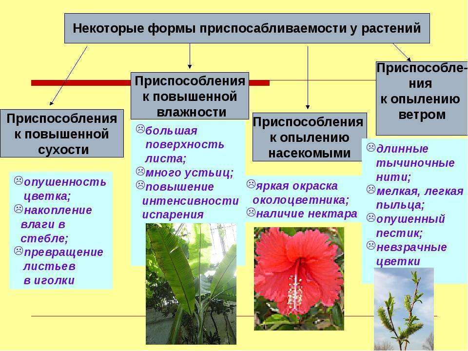 Полутораметровые соцветия и вечнозеленая листва – как садовой разновидности юкки живётся в россии?