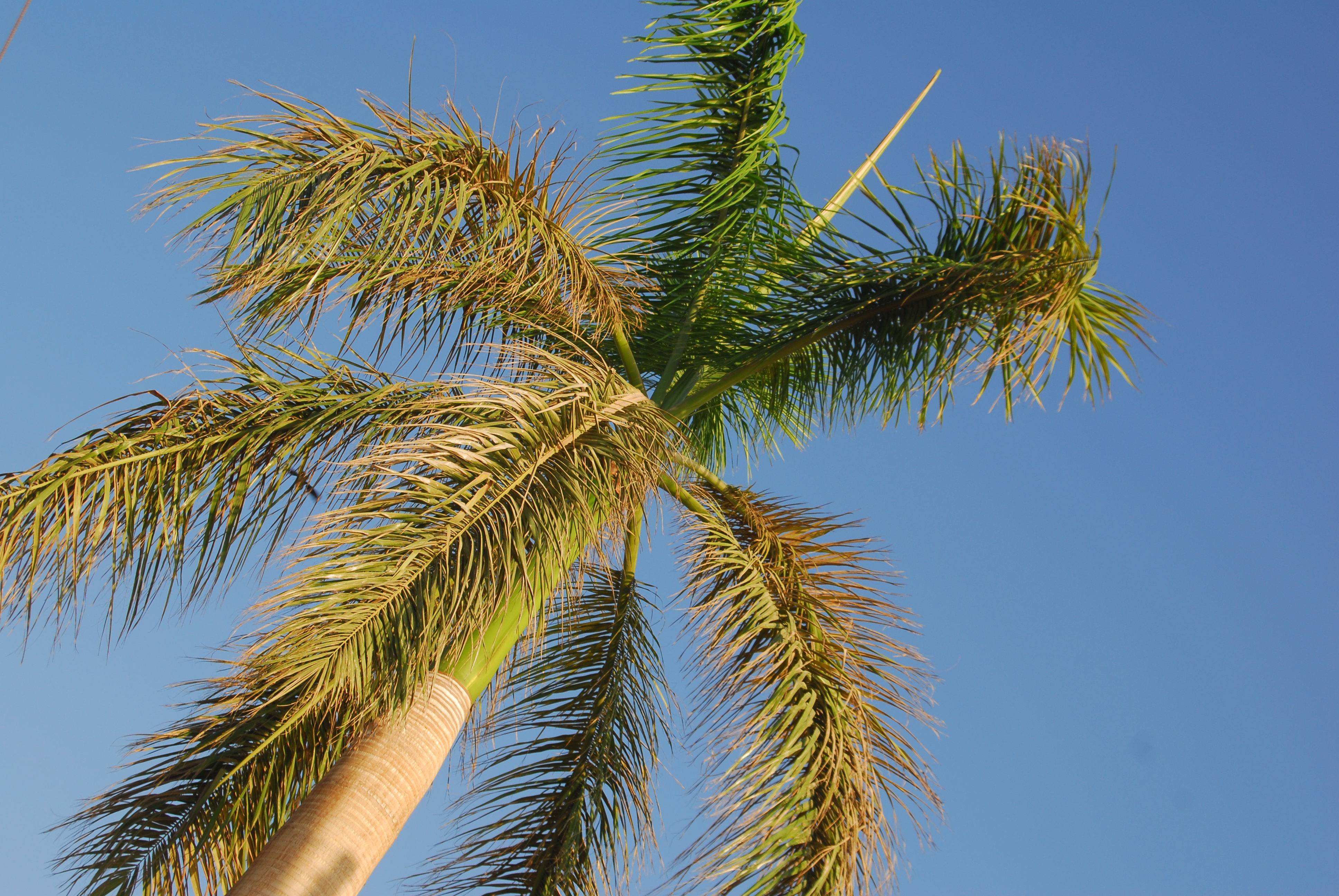 Обзор домашних пальм и уход за ними пальма домашняя: разновидности, фото и названия, какую выбрать для дома и как вырастить, уход в домашних условиях