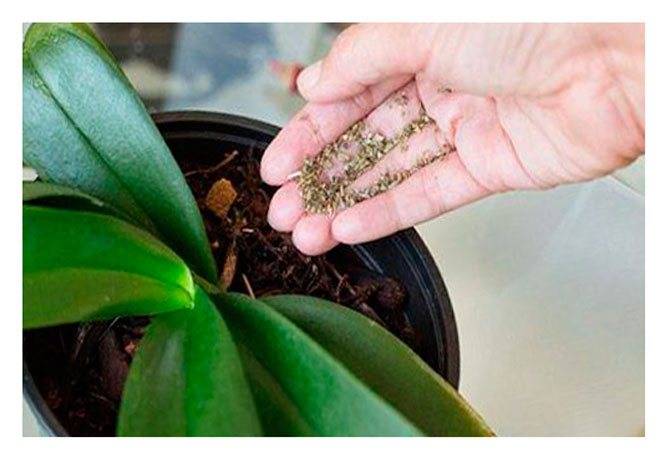 Как заставить цвести орхидею фаленопсис в домашних условиях (отзывы, когда)
