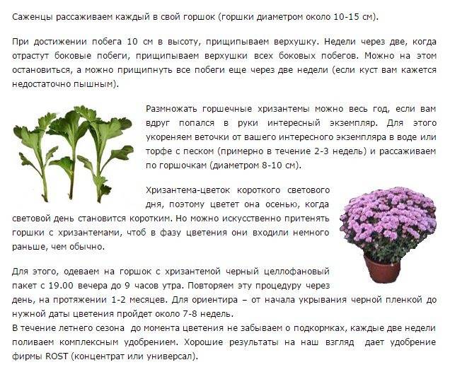 Домашняя хризантема в горшке: уход, пересадка и размножение