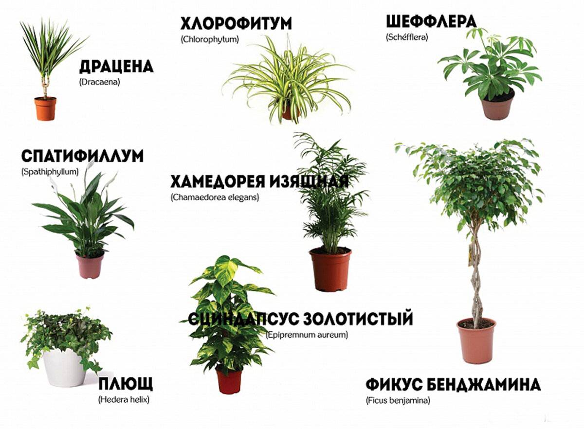 Неприхотливые комнатные растения: названия и уход