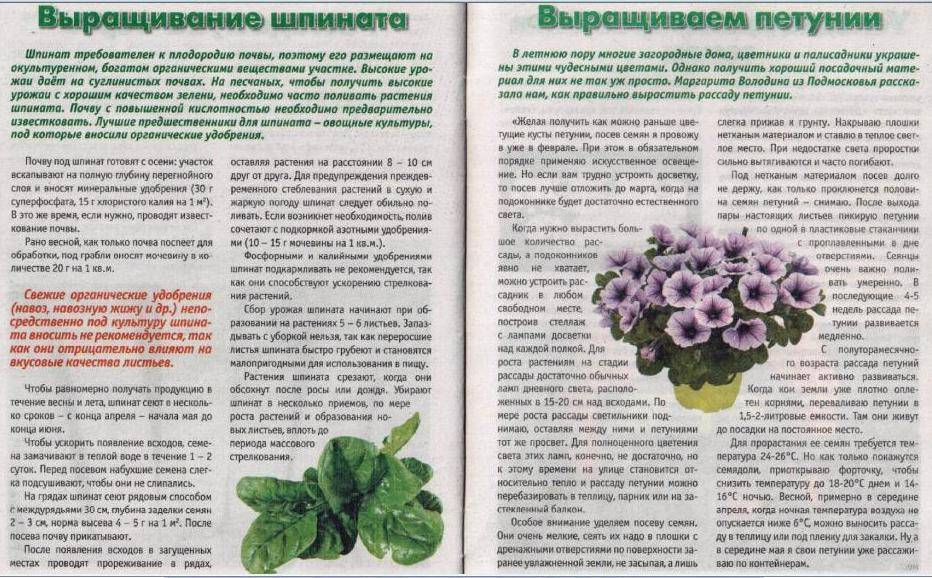 Секреты обильного цветения петуньи: подкормка и агротехника