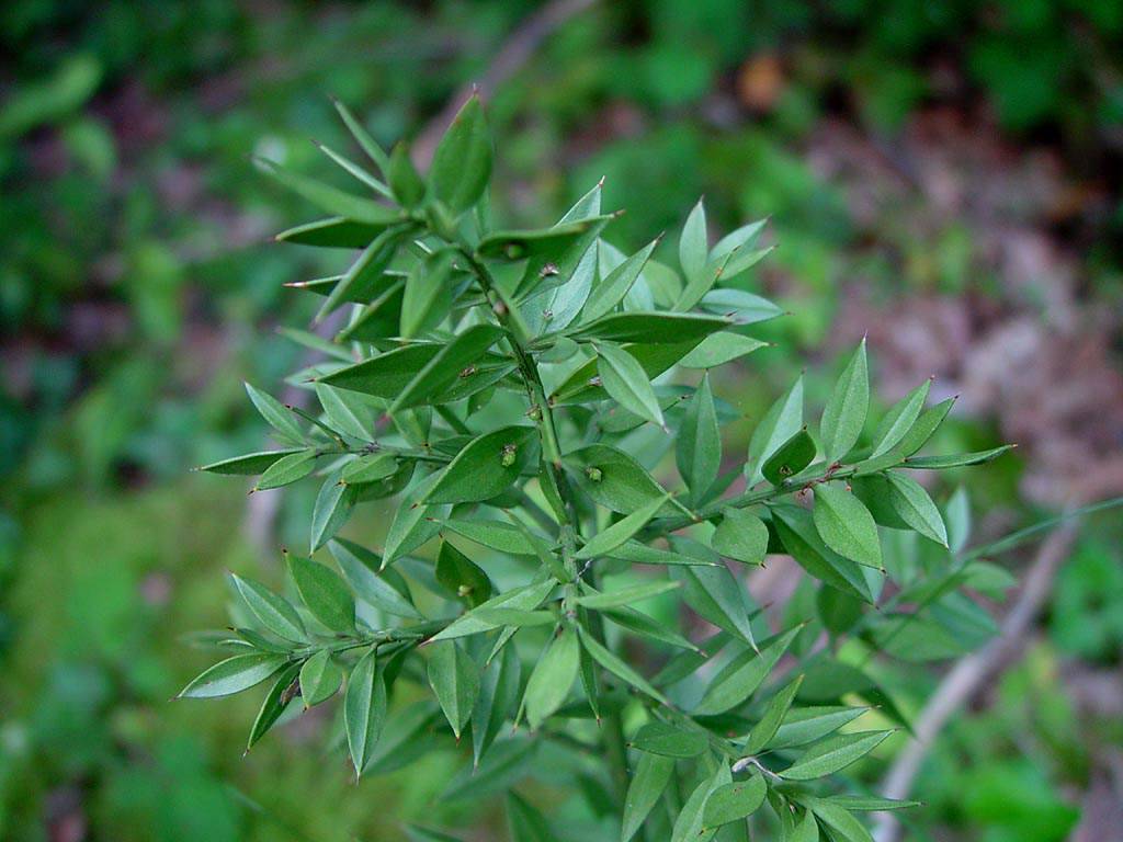 Растение рускус или иглица как размножить веточкой фото разновидностей