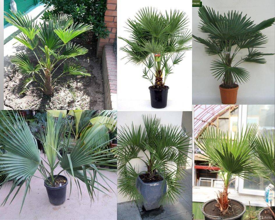 Пальма вашингтония: уход за комнатным растением и выращивание из семян в домашних условиях