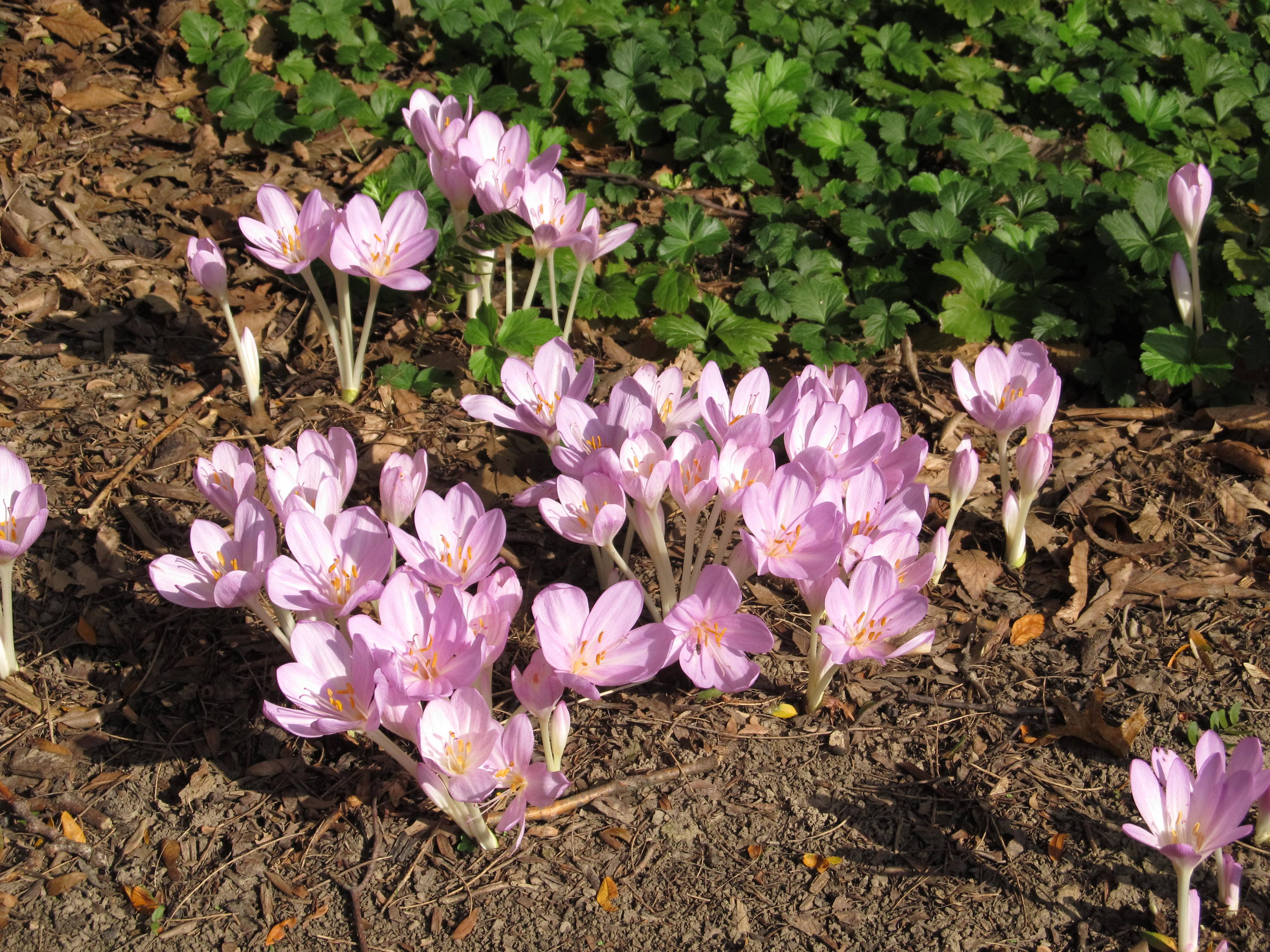 Цветок безвременник: популярные сорта с фото, посадка и уход, размножение растения
