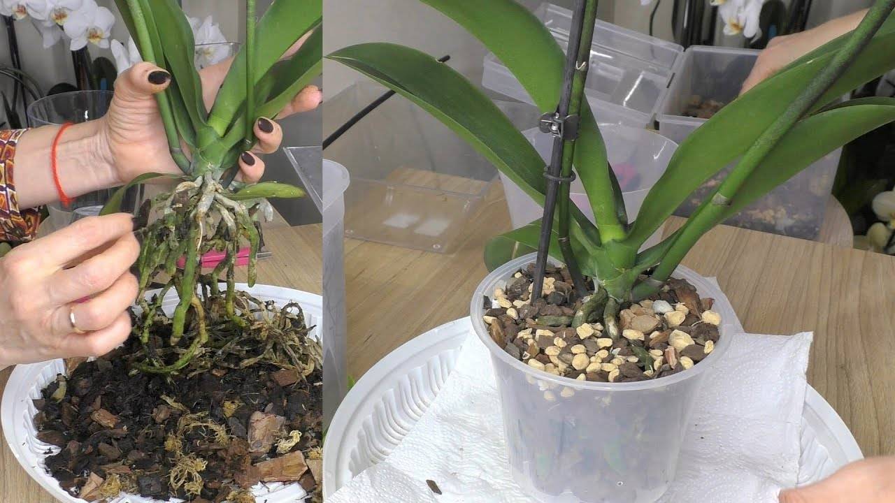 Как укоренить детку орхидеи без корней, если она их не дает: что делать в этом случае, можно ли спасти и как реанимировать молодого отпрыска растения на цветоносе, видео по этой теме