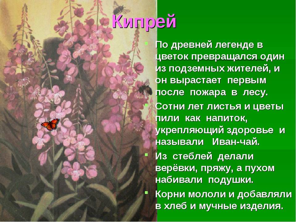 Легенда о растении 2 класс окружающий мир. Легенды о цветах. Легенды о растениях. Легенды и сказки о цветах для детей. Предание о растениях.