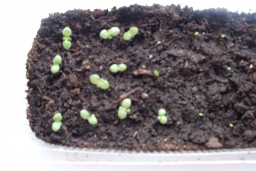 Стрептокарпусы: уход и выращивание из семян, правила размножения