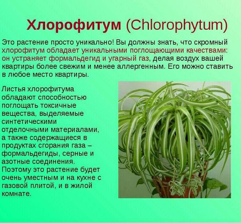 10 причин поселить у себя хлорофитум. уход в домашних условиях. фото — ботаничка