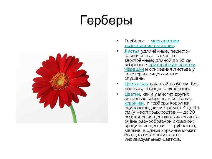 Герберы: популярные сорта цветка с подробным описанием и фото, классификация по видам и гибриды для дома