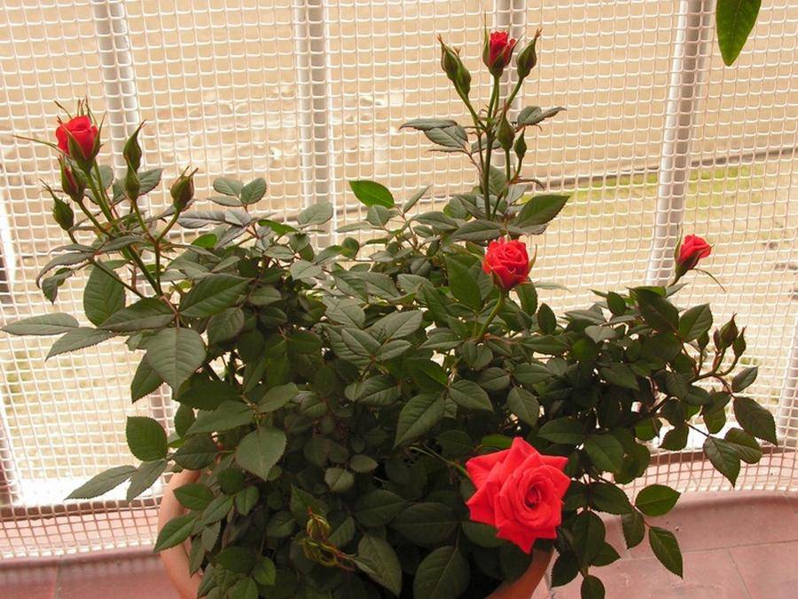 Приметы и суеверия о комнатной розе: можно ли держать ее в доме, растить зимой на подоконнике