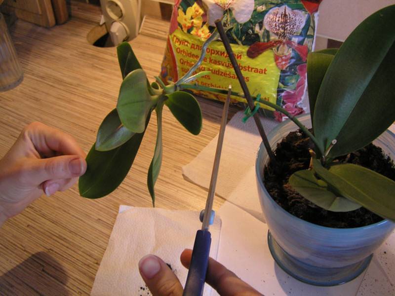 Детка орхидеи на цветоносе: примеры как вырастить и укоренить
