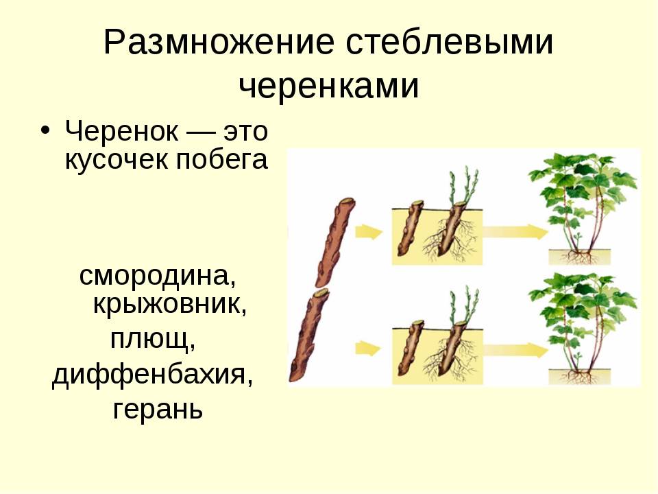 Лапчатка: посадка и уход в открытом грунте, правила выращивания и обрезки