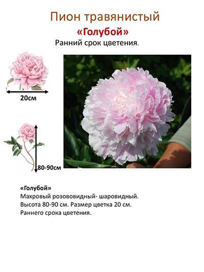 Сорта жёлтых пионов
