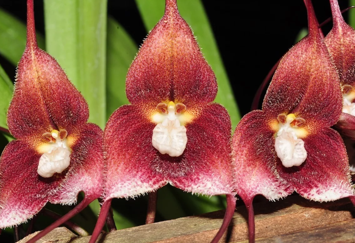 Орхидеи обезьянья мордочка - описание и уход с фото, а также отзывы владельцев