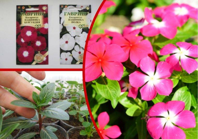 Катарантус: секреты выращивания розового барвинка через рассаду