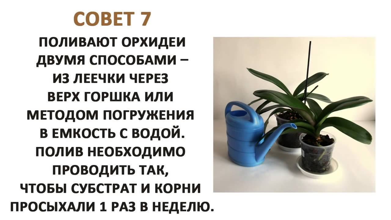 Особенности ухода за орхидеей фаленопсис в домашних условиях