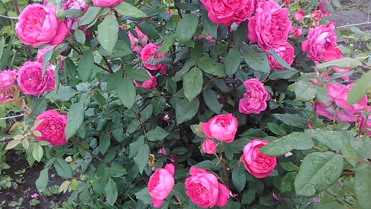 Роза бенджамин бриттен (benjamin britten) – характеристика и описание сорта с фото и отзывы садоводов