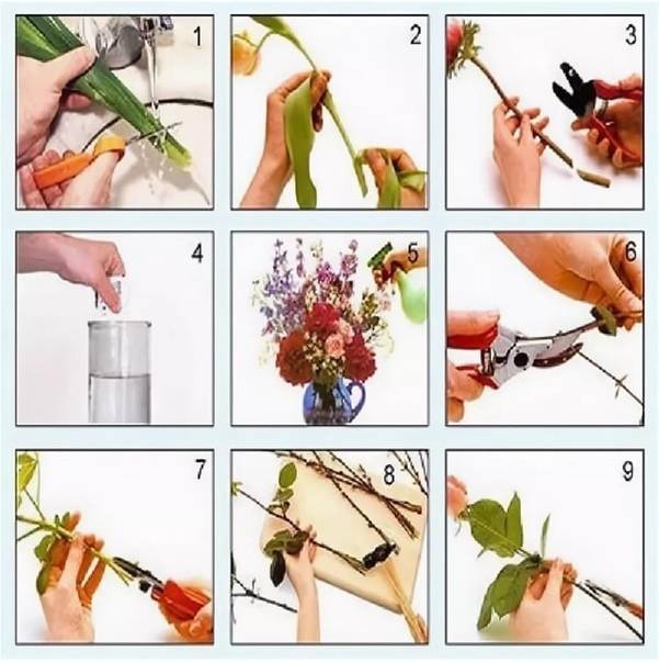 ᐉ обрезка растений – зачем обрезать растения, нужно ли обрезать - roza-zanoza.ru