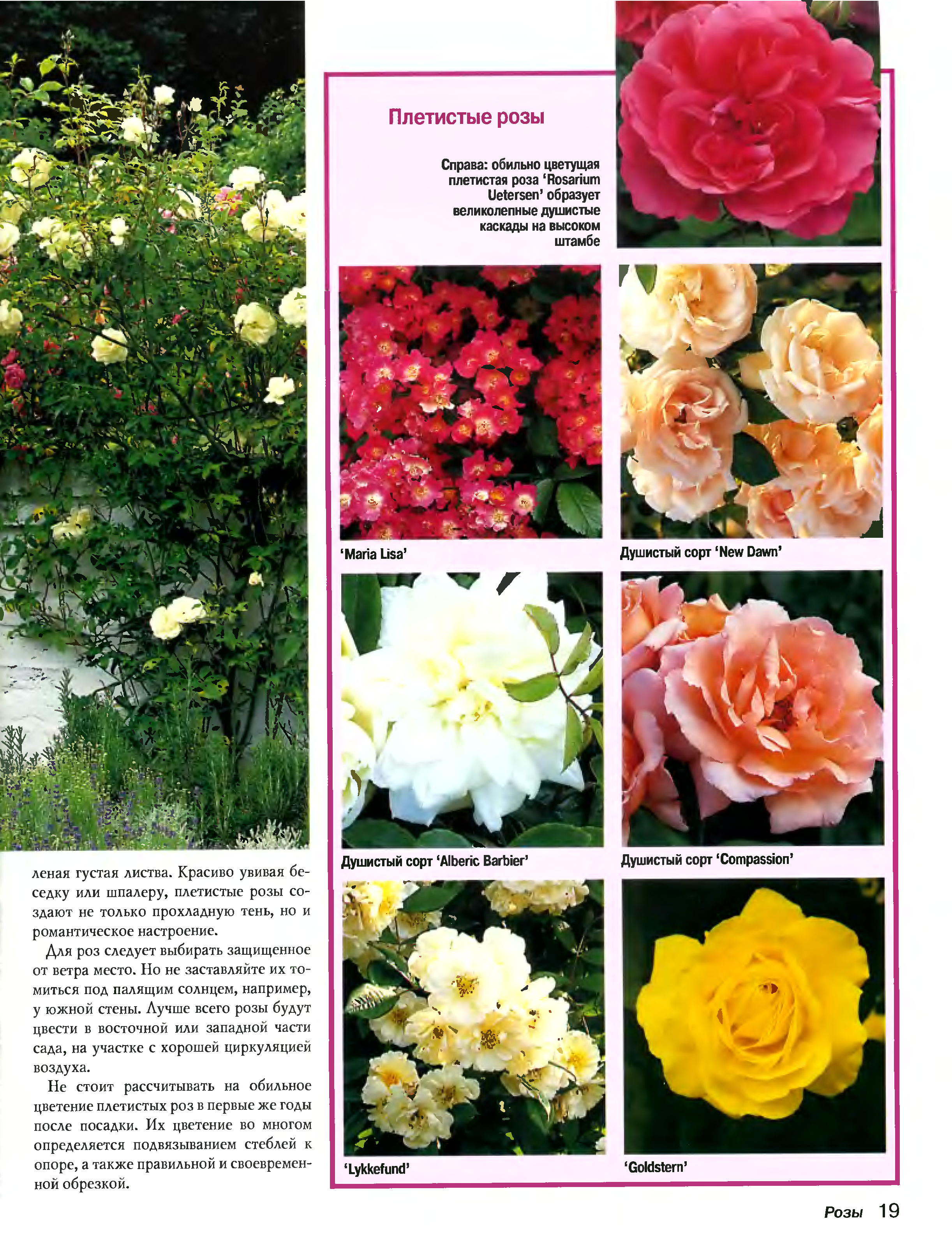 Плетистая роза амадеус, фото и описание_ | speakingflower.ru