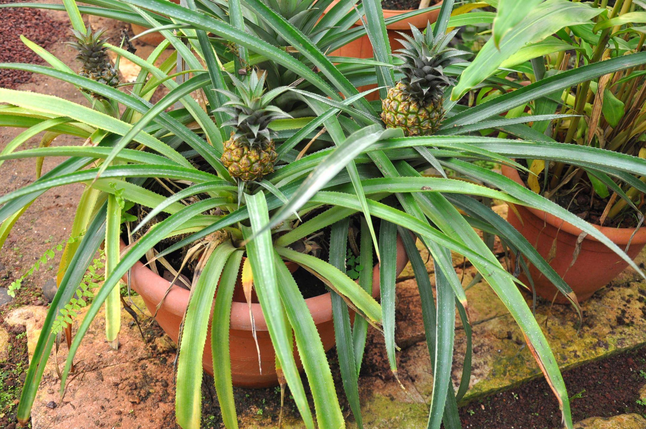 Как вырастить ананас в домашних условиях: как правильно посадить, видео, отзывы